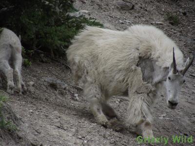 Rocky Mountain Goats