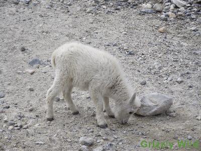 Rocky Mountain Goats