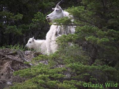 Rocky Mountain Goats