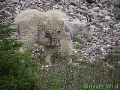 Rocky Mountain Goats