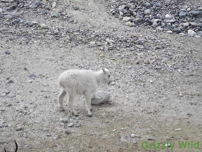 Rocky Mountain Goats