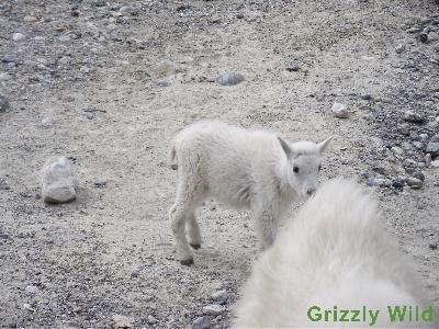 Rocky Mountain Goats