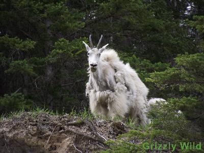 Rocky Mountain Goats