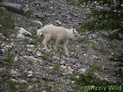 Rocky Mountain Goats