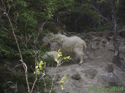 Rocky Mountain Goats