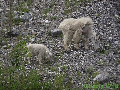 Rocky Mountain Goats