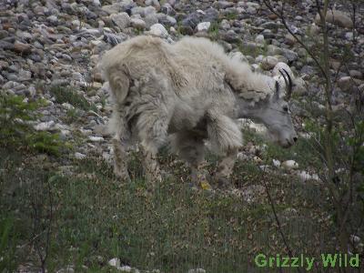 Rocky Mountain Goats