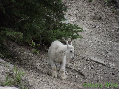 Rocky Mountain Goats