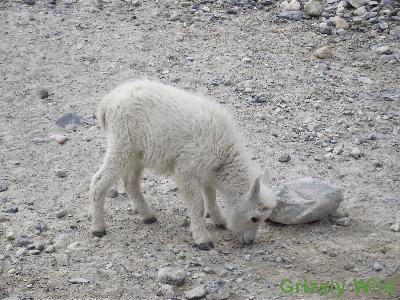 Rocky Mountain Goats