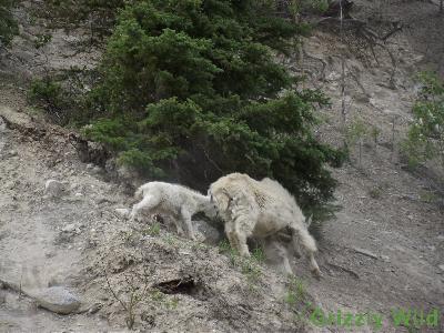 Rocky Mountain Goats