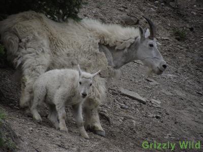 Rocky Mountain Goats