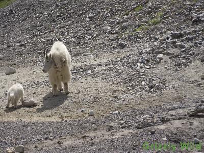 Rocky Mountain Goats