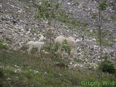 Rocky Mountain Goats