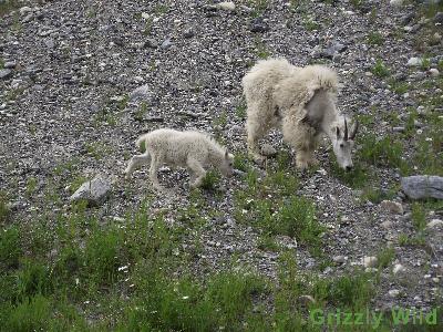 Rocky Mountain Goats