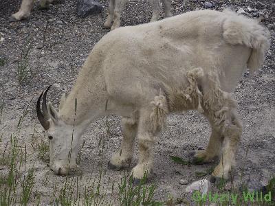 Rocky Mountain Goats