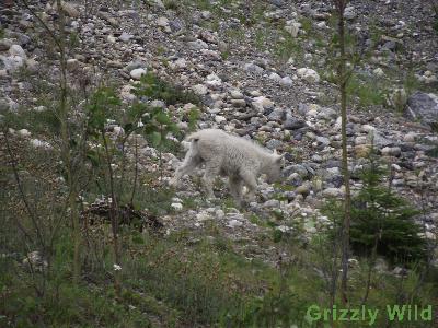 Rocky Mountain Goats