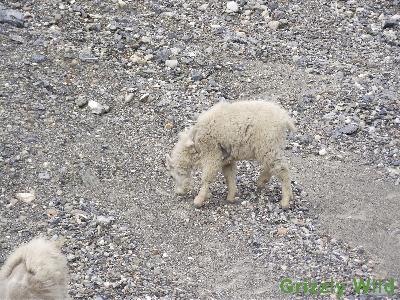 Rocky Mountain Goats