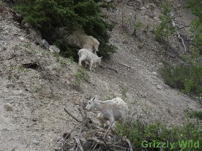 Rocky Mountain Goats