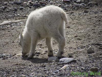 Rocky Mountain Goats