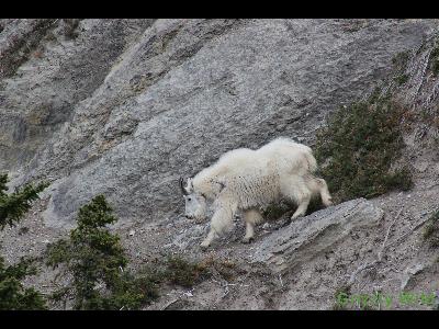 Rocky Mountain Goats