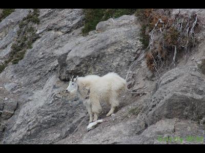 Rocky Mountain Goats