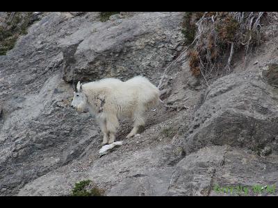 Rocky Mountain Goats