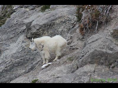 Rocky Mountain Goats