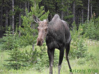 Moose