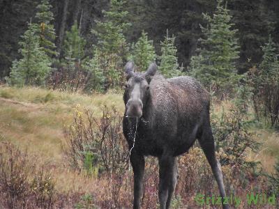 Moose
