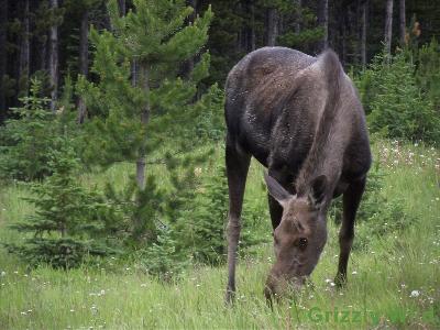 Moose