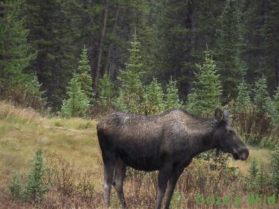 Moose