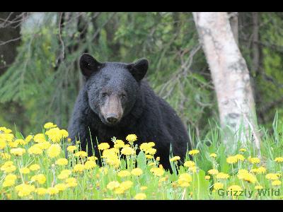 Black Bears