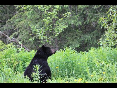 Black Bears