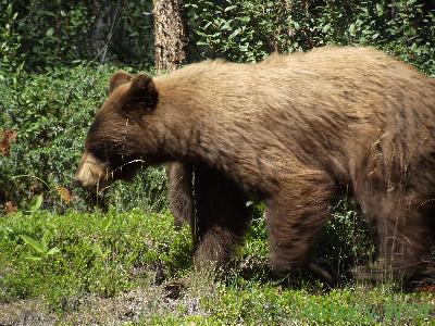 Black Bears