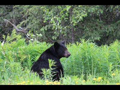 Black Bears