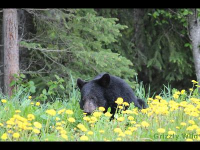 Black Bears