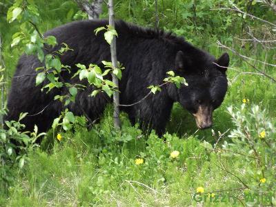 Black Bears