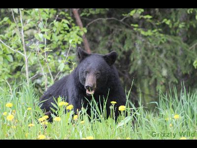 Black Bears