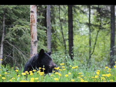 Black Bears