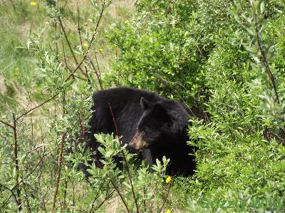 Black Bears