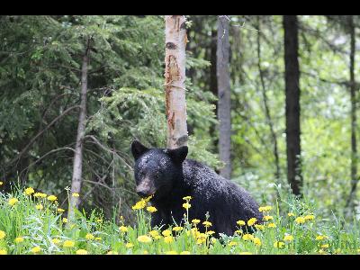 Black Bears