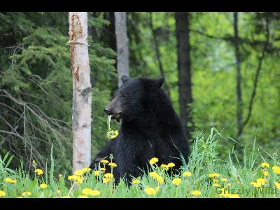 Black Bears