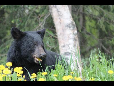 Black Bears