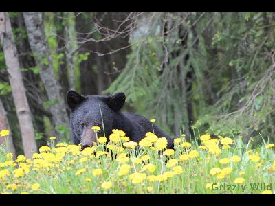 Black Bears