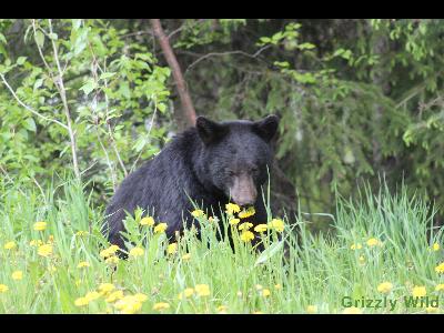 Black Bears