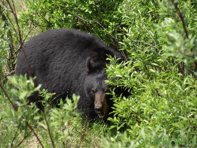 Black Bears