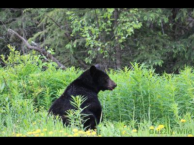 Black Bears