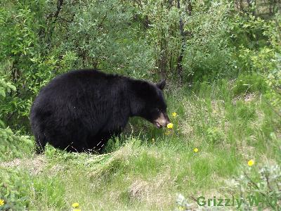 Black Bears