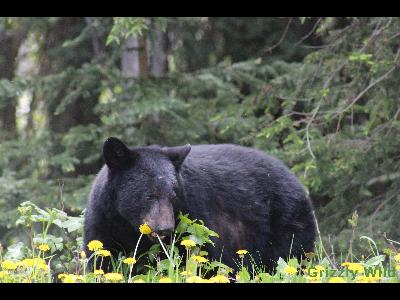 Black Bears