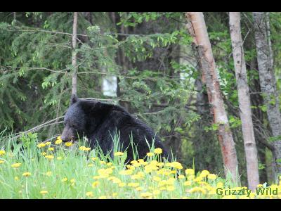 Black Bears